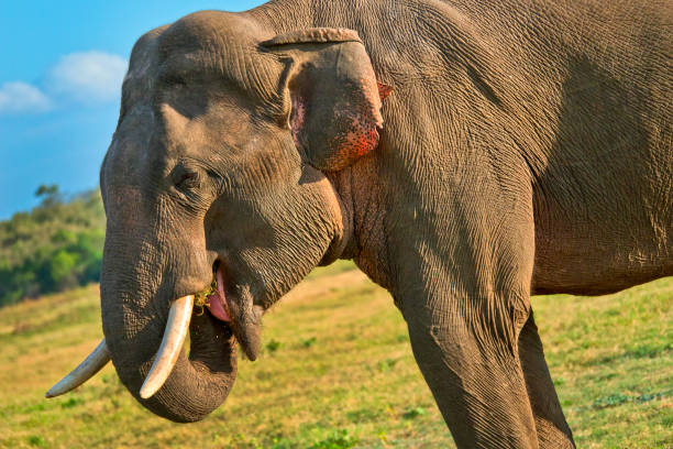 шри-ланки слон, национальный парк уилпатту, шри-ланка - sri lankan elephants стоковые фото и изображения