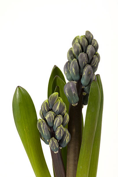 Hyacinth stock photo