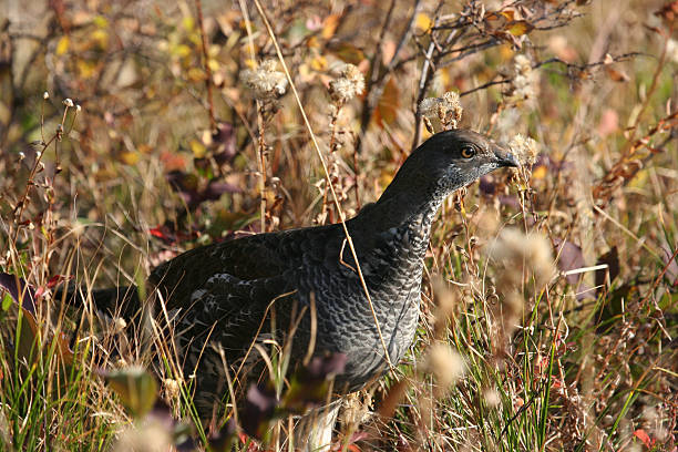 Blue Grouse stock photo