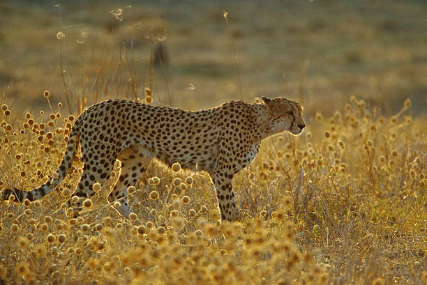 Cheetah (Acinonyx jubatus), in a field of flowers [t] stock photo