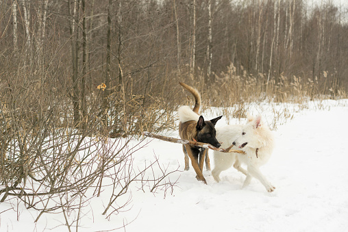 Two dogs playing stick in winter, malinos, or belgian shepherd dog and white canadian shepherd, or white swiss shepherd .