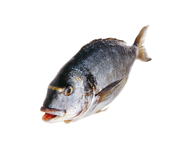 raw fish isolated macro stock photo