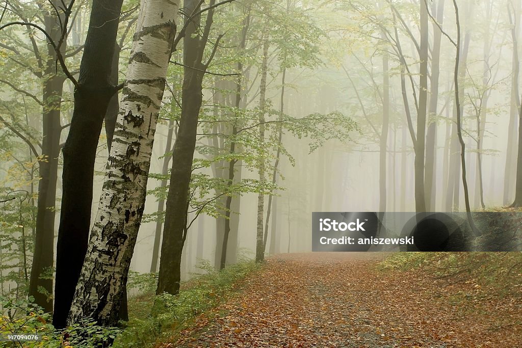 Percorso attraverso la foresta nebbiosa - Foto stock royalty-free di Albero