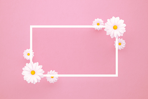 White daisies and white frame on pink background. Horizontal composition with copy space.