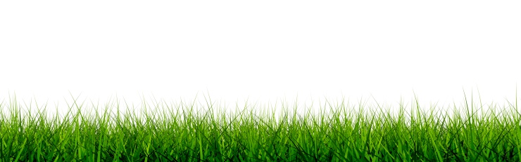 Grass closeup isolated on white