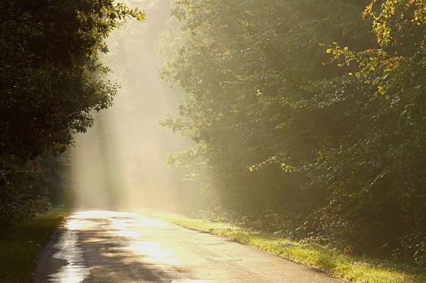 istock Misty country road at dawn 147094383