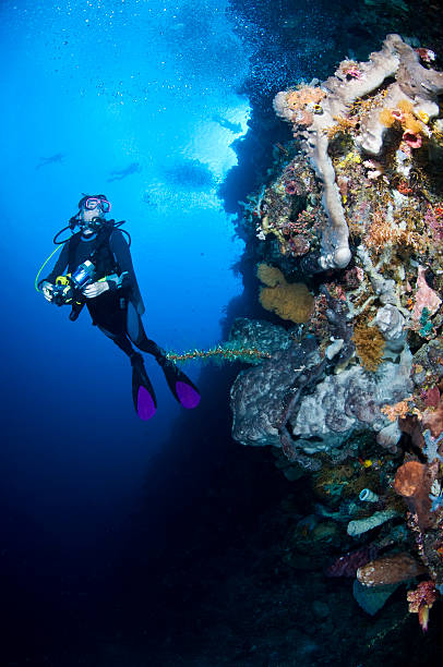 Diver with camera along the reef, Red Sea stock photo