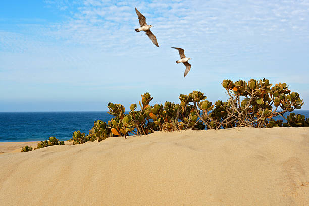 Photo of Birds Flying Over Sand Dune at the Beach