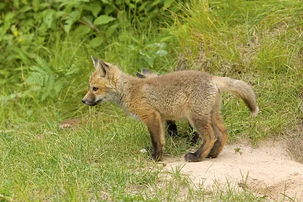 Red fox pup near his den in Northern Minnesota