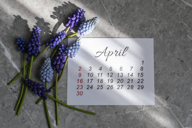 istock April calendar and spring flowers muscari 1470944839