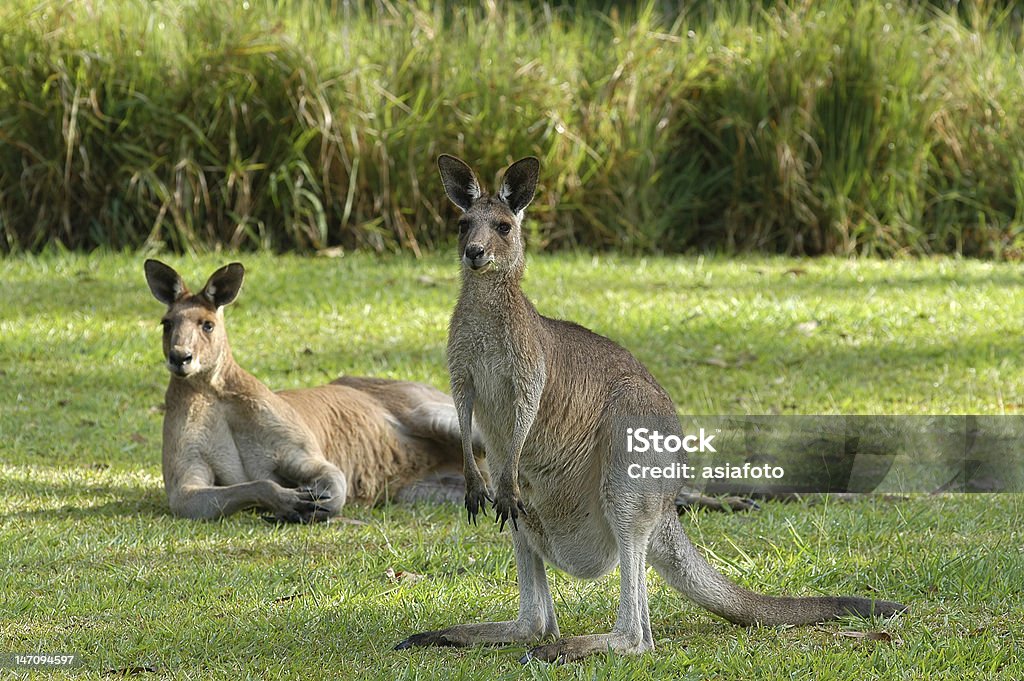 Dwa Kangaroos, Australia w zielone pole. Jeden jest inny podpórki. - Zbiór zdjęć royalty-free (Australia)