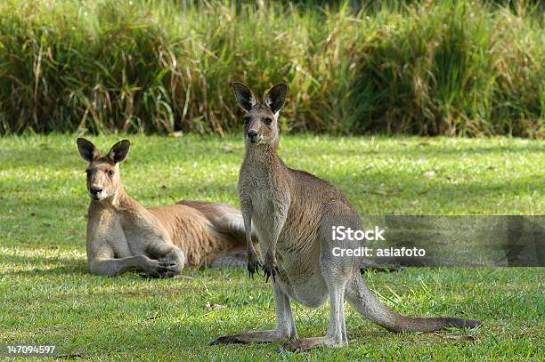 Dwa Kangaroos Australia W Zielone Pole Jeden Jest Inny Podpórki - zdjęcia stockowe i więcej obrazów Australia