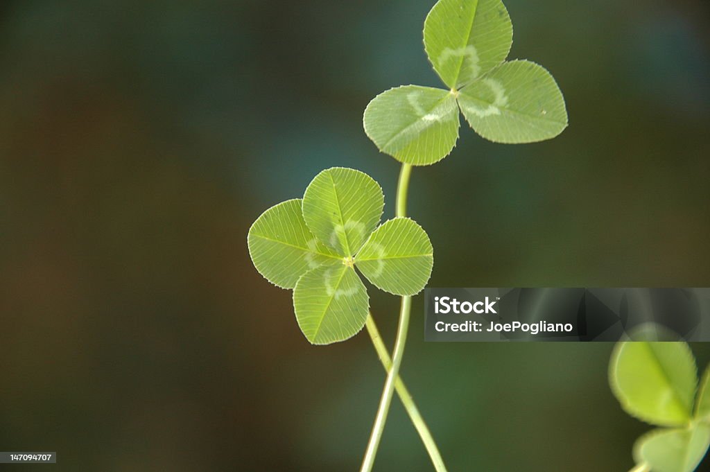 Trèfle à quatre feuilles - Photo de Chance libre de droits