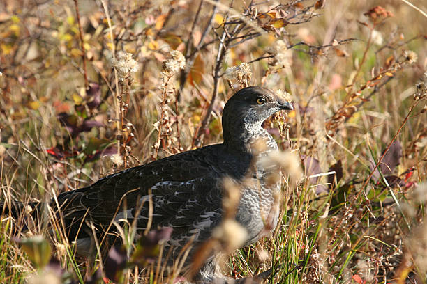 Blue Grouse stock photo