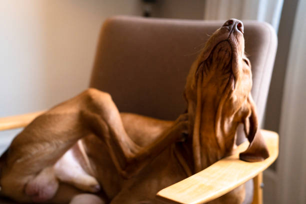 Vizsla dog taking a break and scratching itself while sitting in an armchair. The dog's posture and expression convey a sense of relaxation and pleasure.
