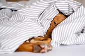 istock Sleepy dog laying under a blanket 1470948575