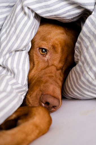 Tiered vizsla dog resting under a cozy blanket