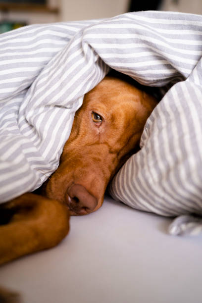 Dreamy vizsla dog chilling on a bed