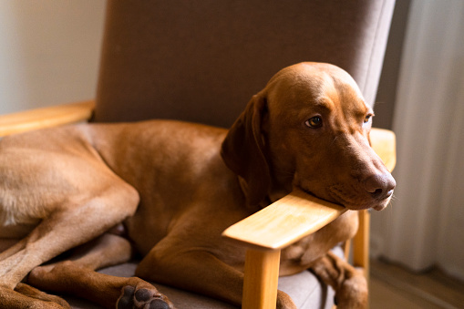 A Vizsla dog in a moment of relaxation, sitting comfortably in an armchair.