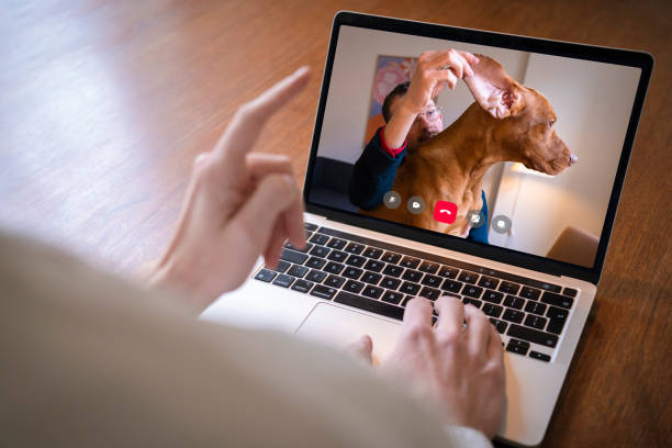 vérifier les oreilles d’un chien lors d’un appel vidéo avec un vétérinaire - pets dog office vet photos et images de collection