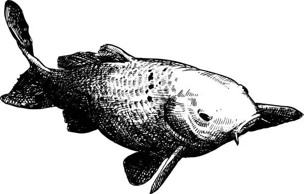 Vector illustration of Koi fish