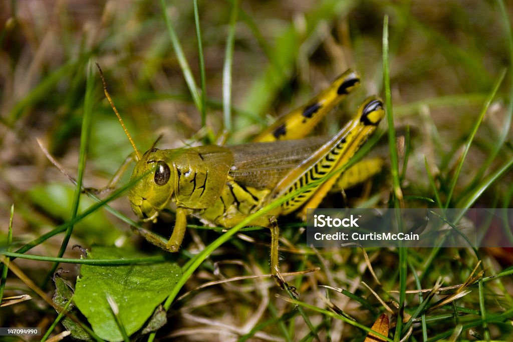 Saltamontes en hojas de hierba - Foto de stock de Aire libre libre de derechos