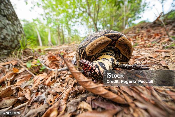 Python Tool Lizard Snake Python Crushes A Teiu Lizard Suffocating And Breaking Its Bones ...