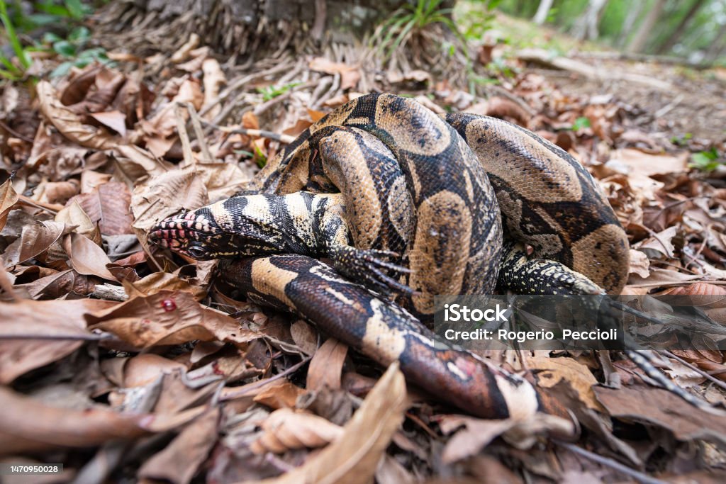 Python Tool Lizard Snake Python Crushes A Teiu Lizard Suffocating And Breaking Its Bones ...
