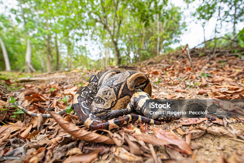 Python Tool Lizard Snake Python Crushes A Teiu Lizard Suffocating And Breaking Its Bones ...