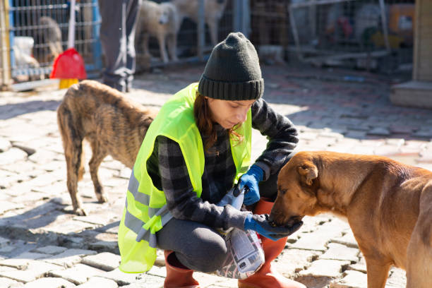 istock Animal shelter volunteers 1470950554