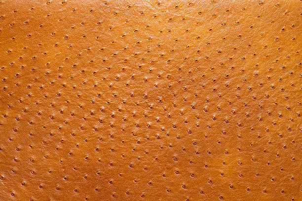 Ostrich Skin Stock Photo - Download Image Now - Ostrich, Leather, Textured  Effect - iStock