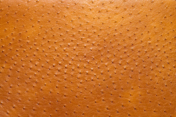 Ostrich Skin Stock Photo - Download Image Now - Ostrich, Leather, Textured Effect - iStock Ostrich Skin Stock Photo - Download Image Now - Ostrich, Leather, Textured Effect - iStock