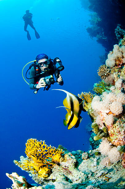 Diver with camera along the reef, Red Sea stock photo