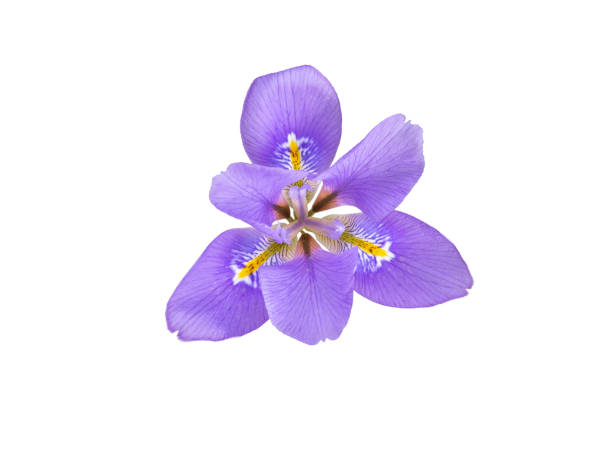 istock Iris purple fragrant flower isolated on white 1470951618