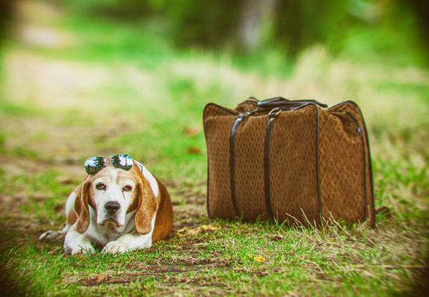 Sleepy dog by a suitcase