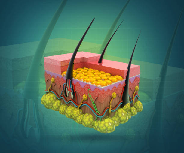 istock Human skin, skin structure, body fat. 3d illustration 1470952789