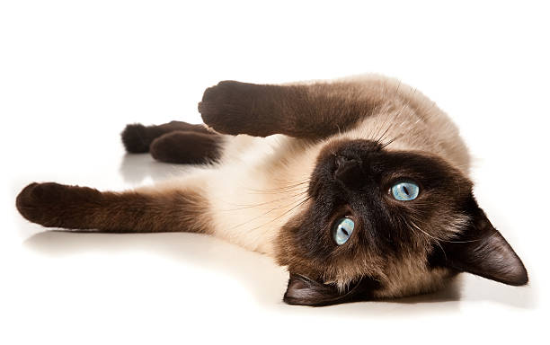 Siamese cat Siamese cat isolated on white siamese cat stock pictures, royalty-free photos & images