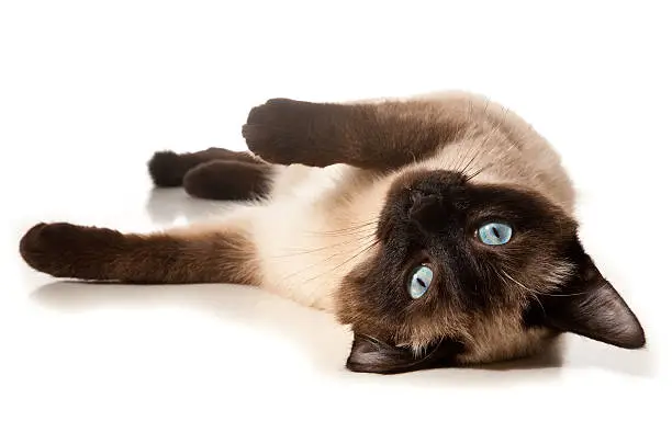 Siamese cat isolated on white