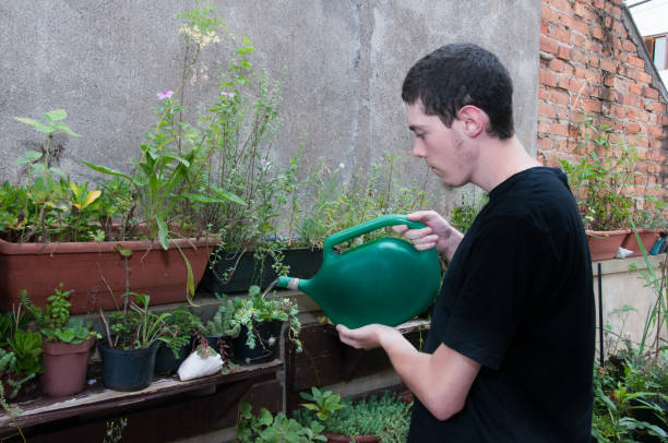 istock Young man watering plants in the garden 1470953302