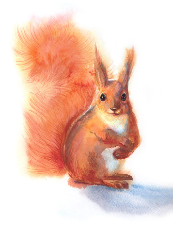 watercolor squirrel