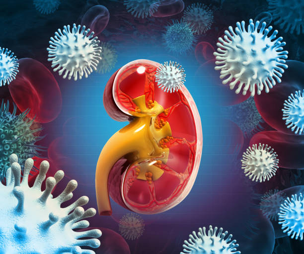 istock Kidney infection with a group of virus. 3d illustration 1470953687