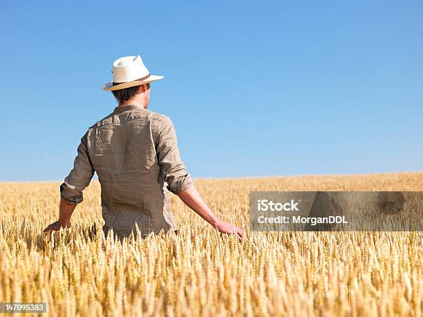 Hombre De Campo De Trigo Foto de stock y más banco de imágenes de 20 a 29 años - 20 a 29 años, Abundancia, Adulto