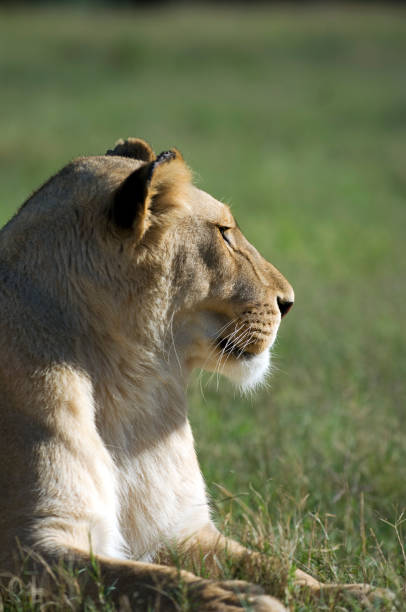 istock South Africa. Travel destination. 1470954436