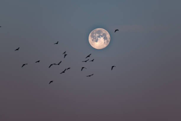 istock Moon with a beautiful sky and birds flying in front 1470954627