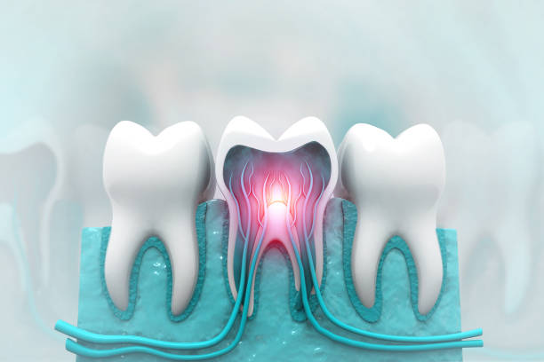 Human tooth structure. cross section. pulp with blood vessels and nerves. 3d illustration Human tooth structure. cross section. pulp with blood vessels and nerves. 3d illustration enamel wear stock pictures, royalty-free photos & images