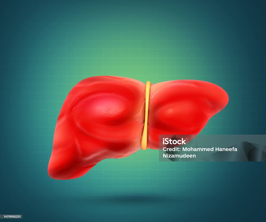 Human Liver Anatomy On Medical Background 3d Illustration Stock Photo Human Liver Anatomy On Medical Background 3d Illustration Stock Photo