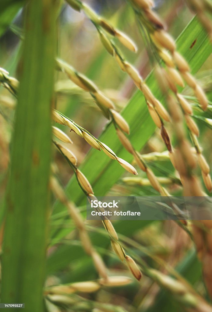 Rice-Crop - Lizenzfrei Bali Stock-Foto