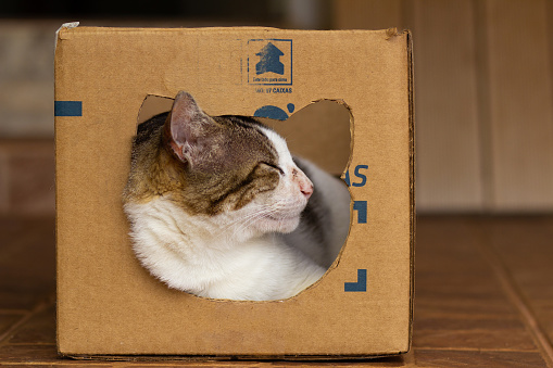 Goiania, Goias, Brazil – February 01, 2023: A cat resting inside a cardboard box that has a hole where it rested its head.