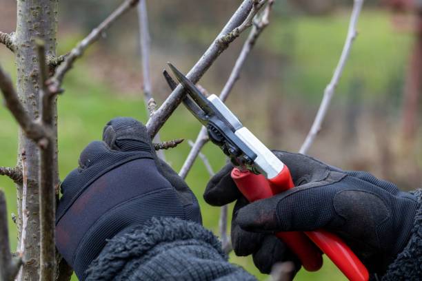 istock Person in the garden clipping tree branches with clippers 1470957820
