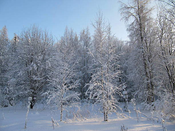 Snowy Trees stock photo